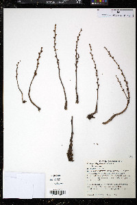 Epifagus virginiana image