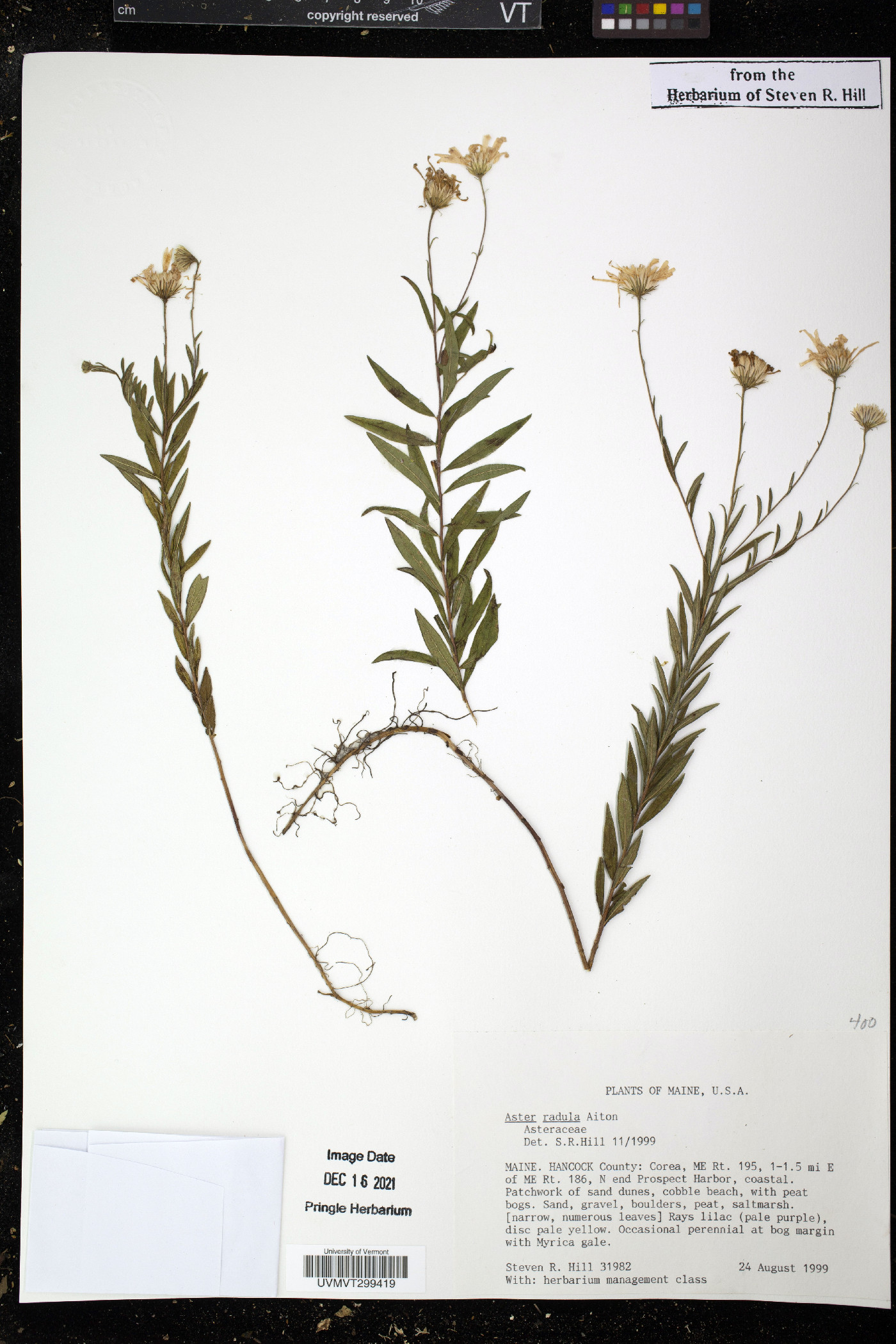 Aster radula image