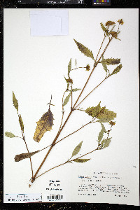 Bidens connata image