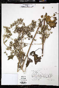 Arnoglossum atriplicifolium image