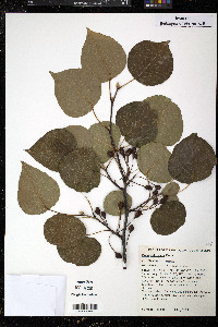 Pyrus calleryana image