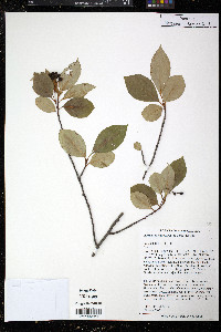 Aronia melanocarpa image