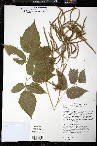 Aruncus dioicus image