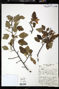 Malus ioënsis image