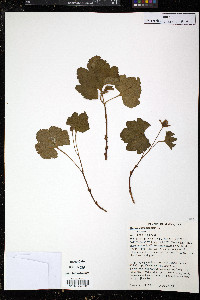 Rubus chamaemorus image