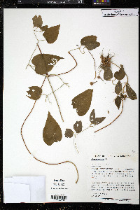 Clematis crispa image