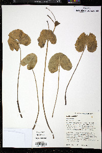 Caltha palustris image