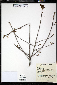 Frangula alnus image