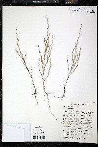 Polygonum tenue image