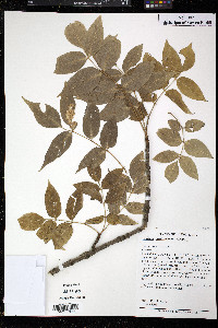 Fraxinus quadrangulata image