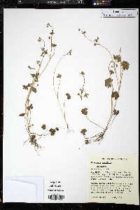 Ranunculus parviflorus image