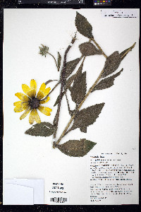 Rudbeckia hirta var. pulcherrima image