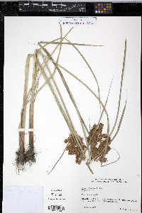 Cyperus flavicomus image