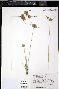 Cyperus filiculmis var. filiculmis image