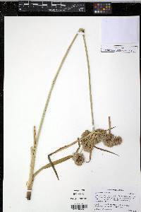 Cyperus eragrostis image