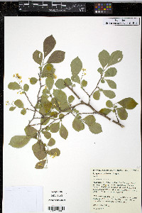 Symplocos paniculata image