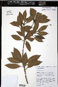 Illicium anisatum image