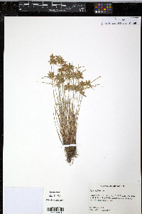 Cyperus flavescens image