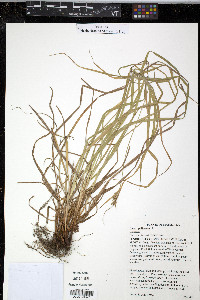 Carex pallescens image