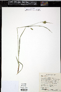 Carex pallescens image