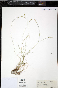 Carex retroflexa image