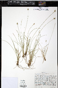 Carex retroflexa image