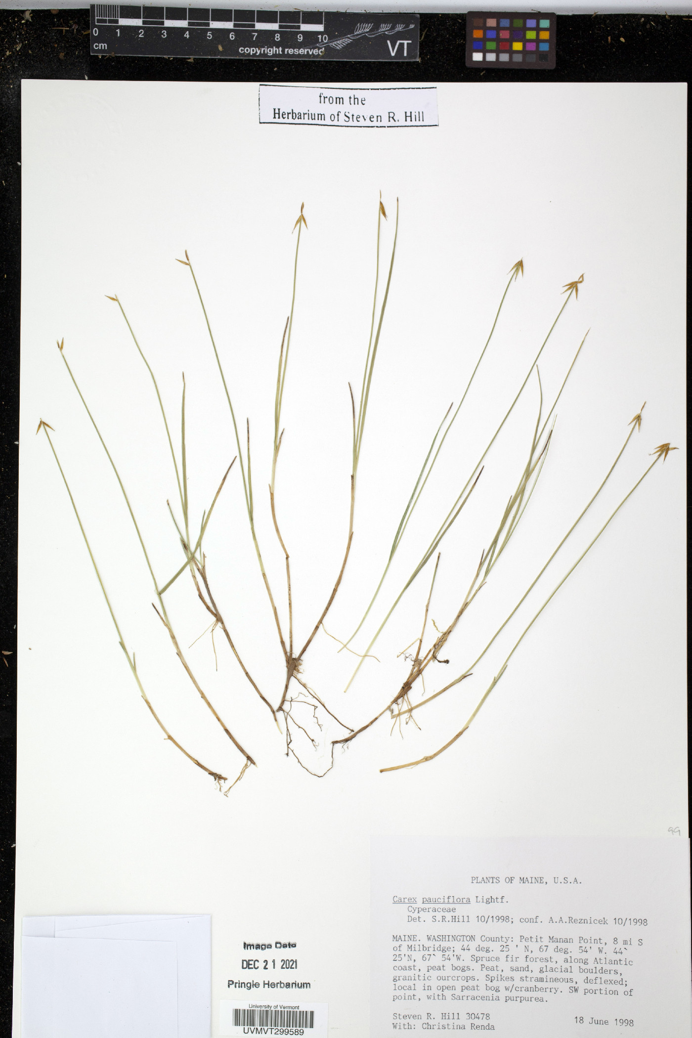 Carex pauciflora image