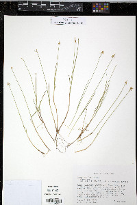 Carex pauciflora image