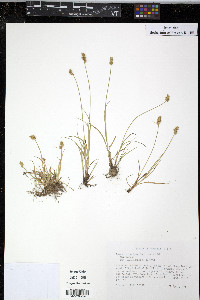 Carex retroflexa image