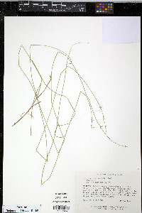 Carex radiata image