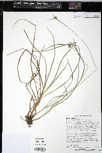 Carex pallescens image