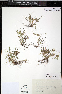 Cyperus compressus image