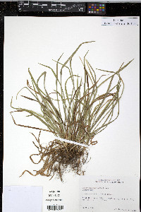 Carex abscondita image