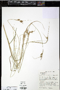 Carex pallescens image