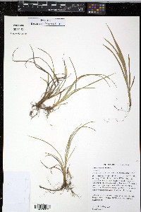 Carex crawei image