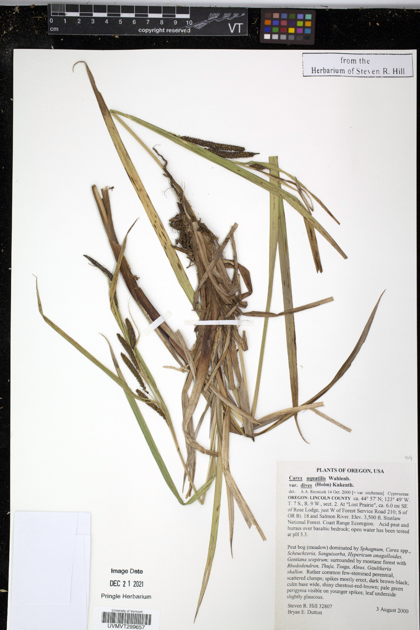 Carex aquatilis var. dives image