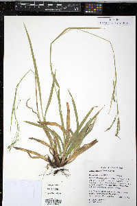 Carex arctata image