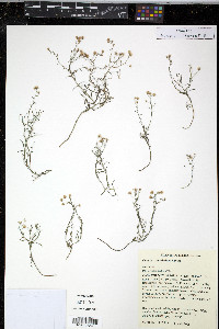 Conyza ramosissima image