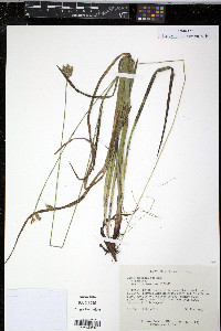 Carex castanea image