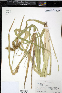 Carex comosa image