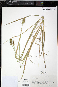 Carex cristatella image