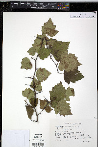 Crataegus pruinosa image