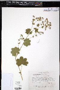 Image of Alchemilla faeroensis