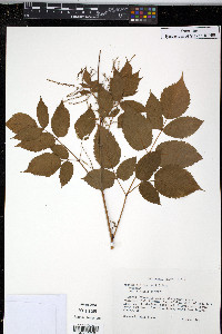 Aruncus dioicus image