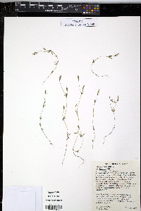 Polygala verticillata var. isocycla image