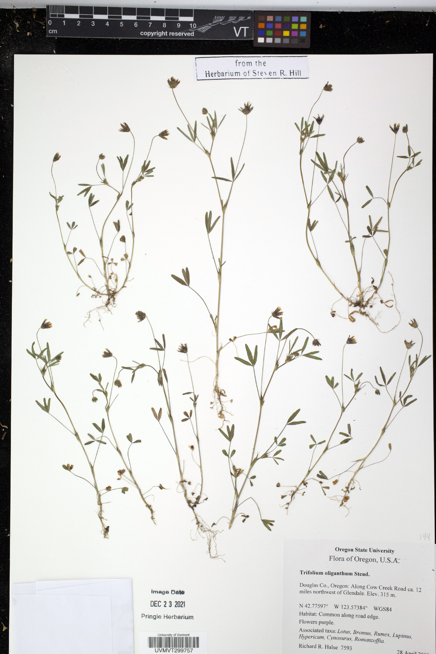 Trifolium oliganthum image