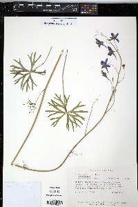 Delphinium treleasei image