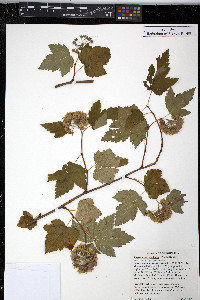 Physocarpus capitatus image