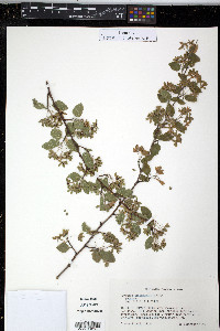 Neviusia alabamensis image