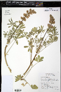 Lupinus subvexus image